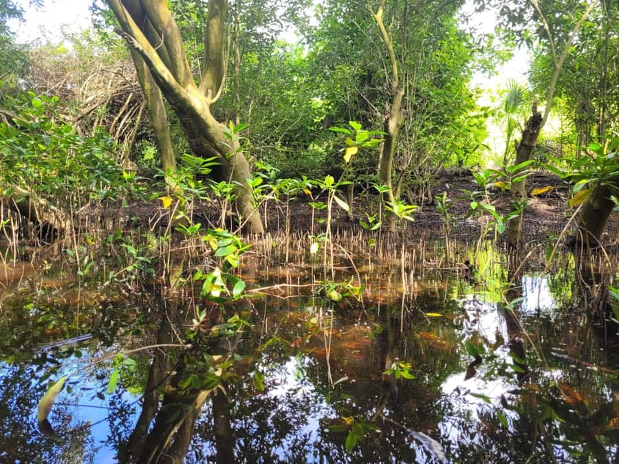 El Paredón: Mangrove Boat Tour with Optional Fishing - Stories About El Paredón and Maya Culture