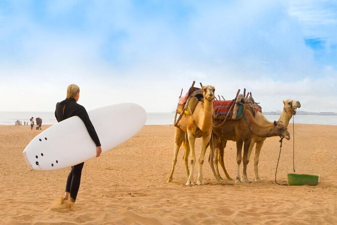 Essaouira The Small Fishing Harbor - Key points to know before booking