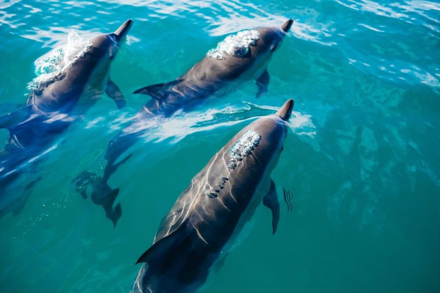 Estepona: Fishing Tour StartFisher 1060 - Is $542 a fair price?
