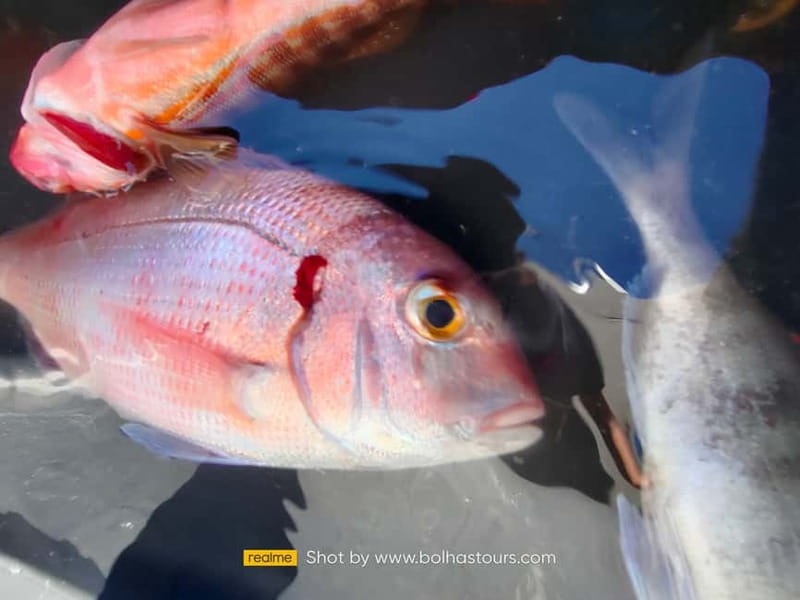 Explore Sesimbra: Private Sport Fishing All Inclusive Tour - Is $825 a good value?