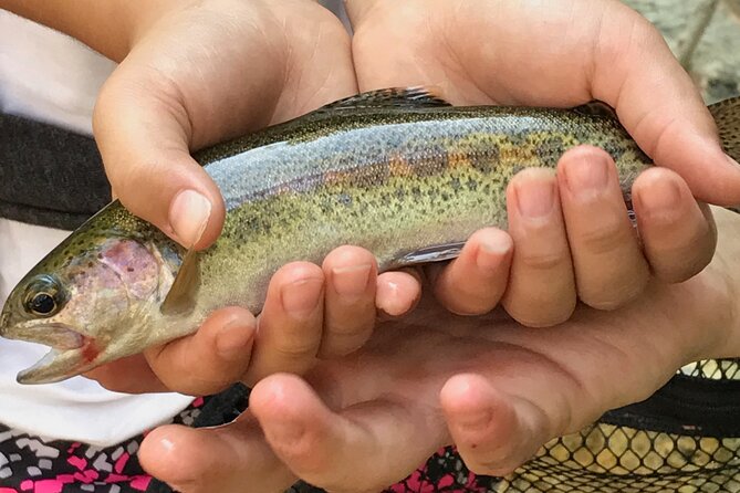 Family Fun Private Half Day Fly Fishing Adventure - Is $215 per person a fair price?