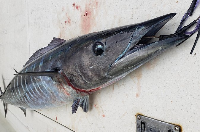 Fishing Charter 4 hours - Timing, weather, and the four-hour versus six-hour question