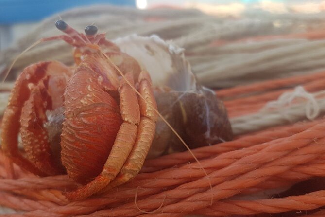 Fishing excursion in the Gulf of Noto for beginners - Learning fishing from Mirko and his uncle