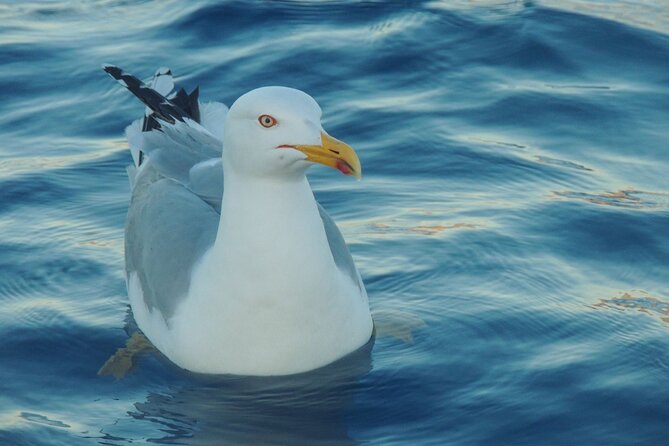 Fishing excursion in the Gulf of Noto for beginners - Who will enjoy this private Avola trip most