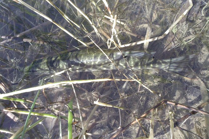 Fishing in Provence - Moving to favorite pike and carp spots