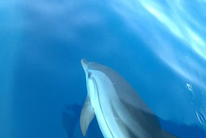 Fishing, Snorkelling & Dolphin Boat Tour - Watching for dolphins and whales