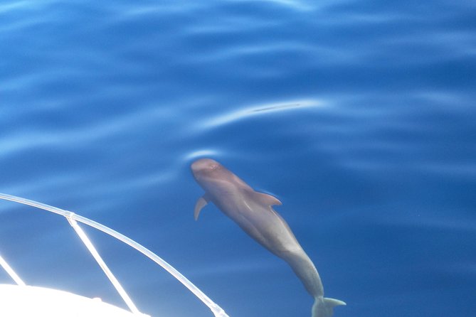 Fishing trip, Tenerife Sea Passion - Four hours of fishing, not a full-day ordeal