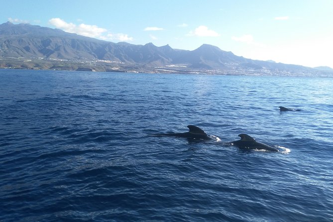 Fishing trip, Tenerife Sea Passion - The captain and the feel of the boat