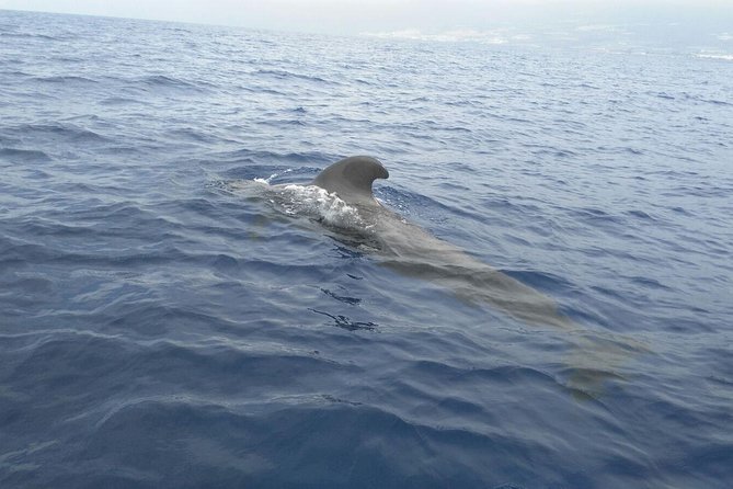 Fishing trip, Tenerife Sea Passion - Who will enjoy this most