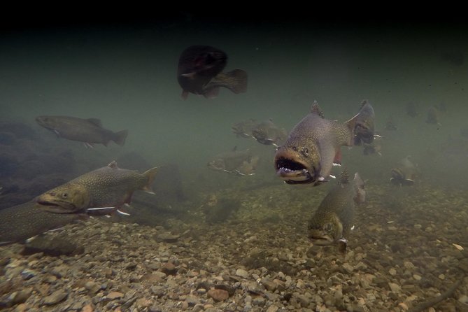 Fly Fishing Guided Experiences - Finding Fish Instead of Guessing