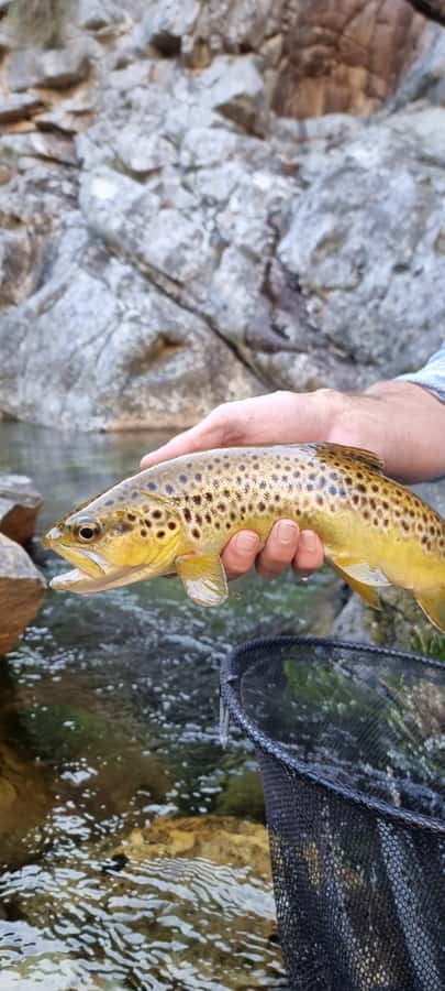 Fly Fishing in Cape Town - What the $280 price includes
