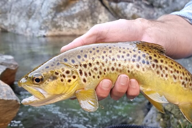 Fly Fishing in Cape Town for Five Hours - Choosing between Cape trout and estuary leerfish
