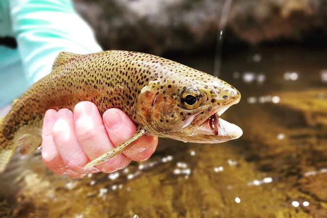 Fly Fishing in Cape Town for Five Hours - Fitness, weather, and what to clarify