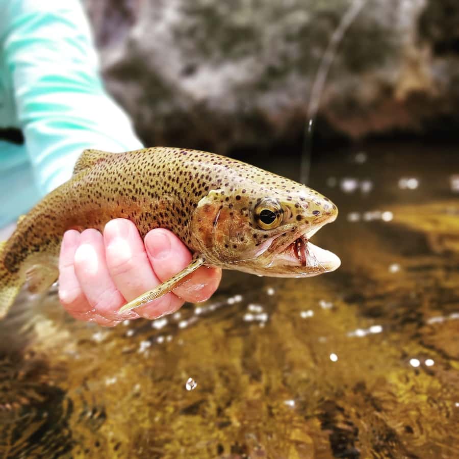Fly Fishing in Cape Town - The first ten minutes: safety and preparation