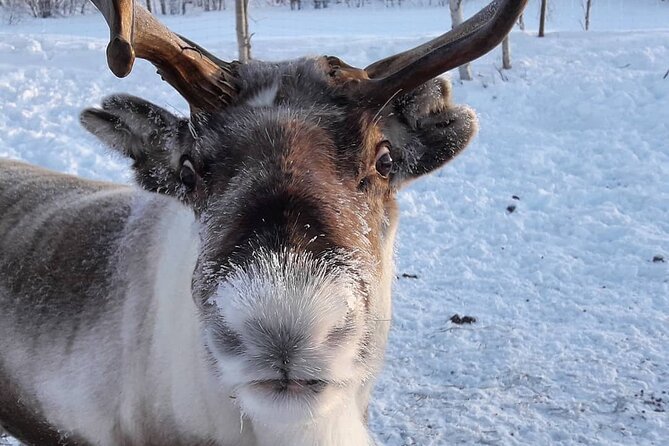 From Ivalo: Ice Fishing Safari to Lake Inari, reindeers & lunch - Reindeer, an island visit, and a more personal touch