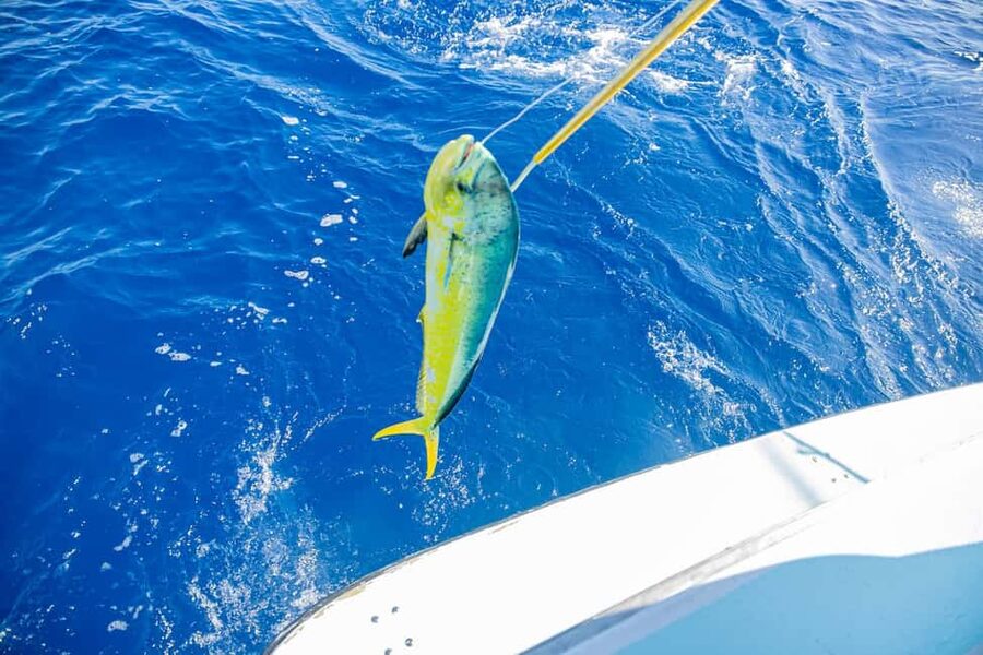 From Punta Cana: Deep Sea Fishing Tour by Boat with Drinks - Four hours with a captain, crew, and fishing gear