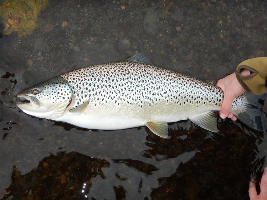 From Reykjavik: Lake and River Fishing Tour - What the private guide adds