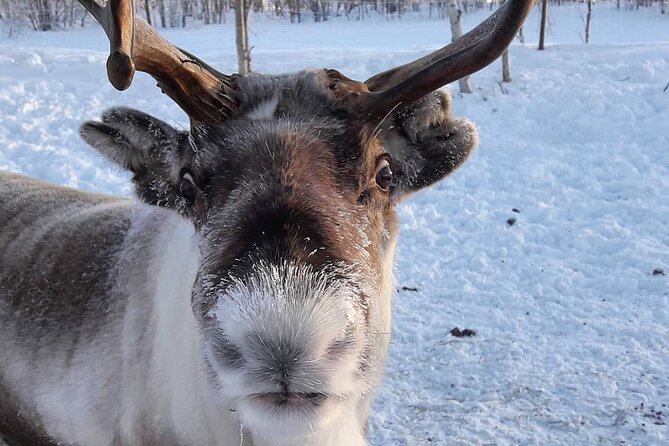 From Saariselkä: Ice Fishing Tour to Lake Inari, reindeers &lunch - Lunch beside the fire