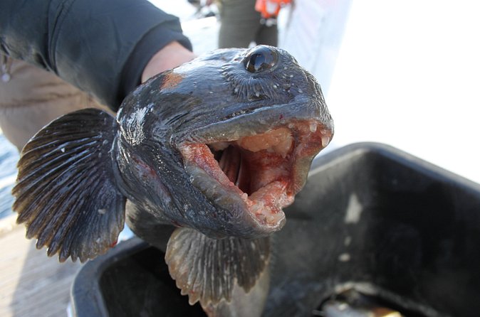 From Tromsø: Polar Fishing Adventure - Wildlife and scenery without losing the fishing