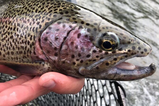Full day fishing trips - Starting in Cooper Landing
