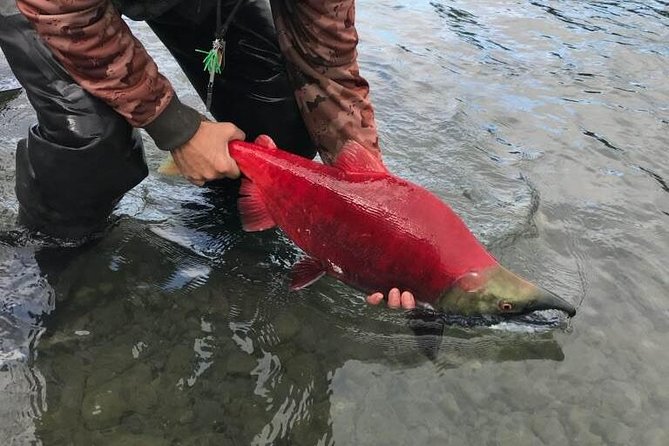 Full day fishing trips - Gear that makes the $325 price easier to justify