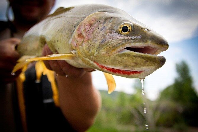 Full Day Montana Fly Fishing Adventure - Key points at a glance