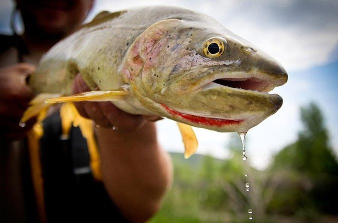 Full Day Private Fly Fishing in Yellowstone - Private fishing keeps the pace comfortable
