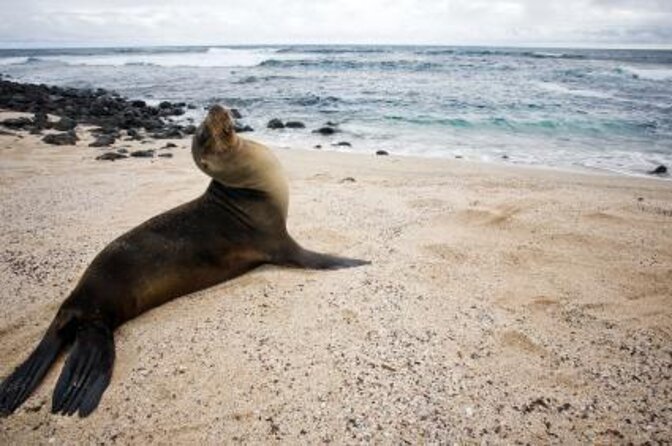 Full Day Tour Pinzon Island + La Fe/Las Palmas - Snorkeling & Fishing - Key points to know before booking