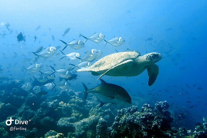 Full Day Tour Pinzon Island + La Fe/Las Palmas - Snorkeling & Fishing - Why Pinzon makes this day trip special