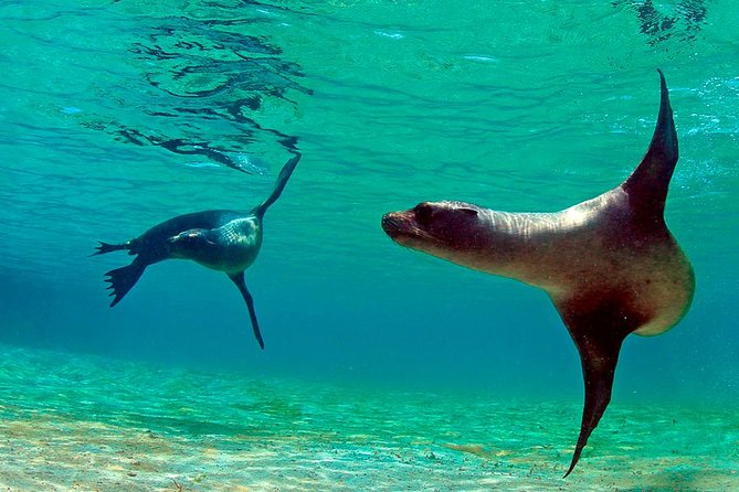 Full Day Tour Pinzon Island + La Fe/Las Palmas - Snorkeling & Fishing - Snorkeling around Pinzon