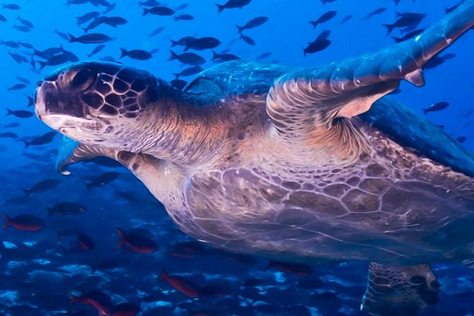 Full Day Tour Pinzon Island + La Fe/Las Palmas - Snorkeling & Fishing - Cold water, wetsuits, and swimming conditions