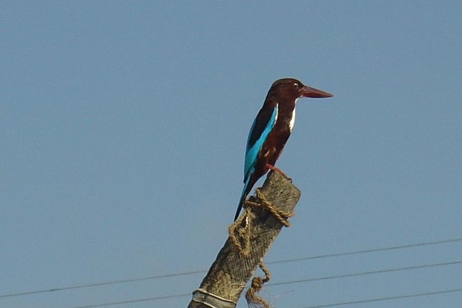 Galle Day Tour: Boat Safari, Dutch Fort, Stick Fishing & Turtles - Moonstone mining in Beruwala