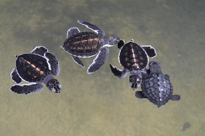 Galle Day Tour: Boat Safari, Dutch Fort, Stick Fishing & Turtles - Two hours inside Galle Dutch Fort