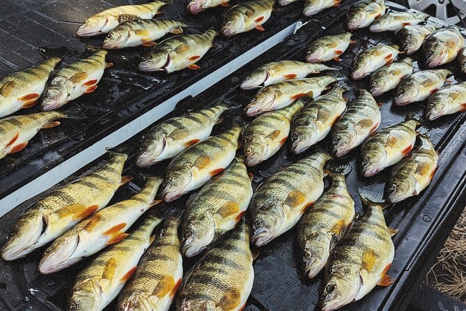 Guided Fishing Trip on Lake Cascade - Fishing for perch, with trout as a bonus