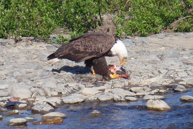 Half-Day Fishing Trip on the Kenai River - Is the $463.50 price worthwhile?
