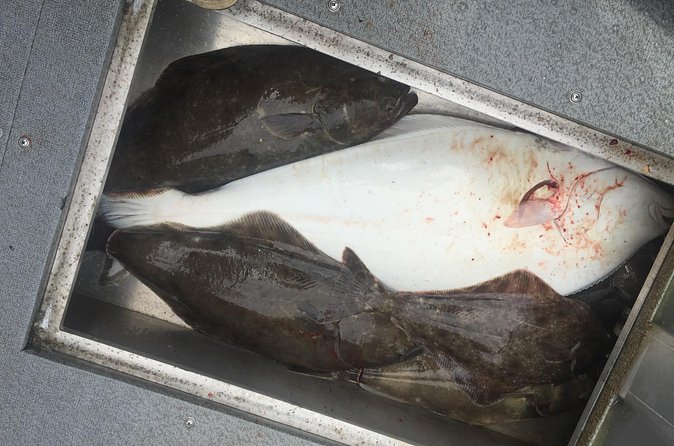 Half Day Halibut Fishing - Who should book this charter?