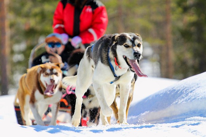Half-Day Husky Safari and Salmon Ice Fishing Experience - Key points to know before booking