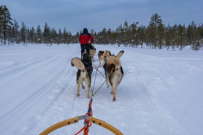 Half-Day Husky Safari and Salmon Ice Fishing Experience - How the group size affects the day
