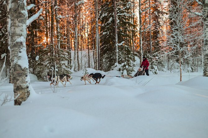 Half-Day Husky Safari and Salmon Ice Fishing Experience - Is $264.91 a fair price?