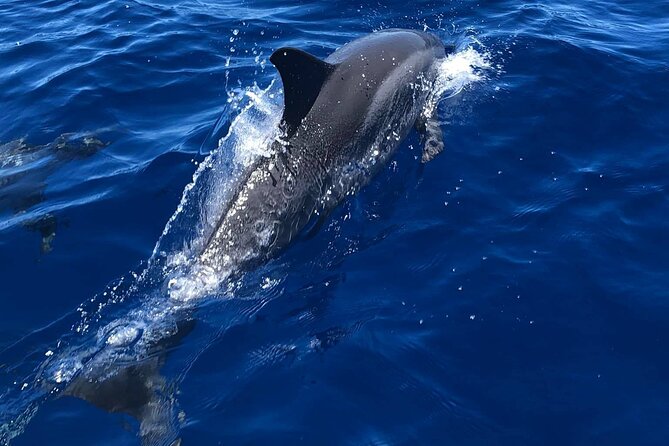 Half Day Private Cruise Tour with Snorkeling and Fishing in Kona - Choosing between Captain Cook Monument and other marine sanctuaries