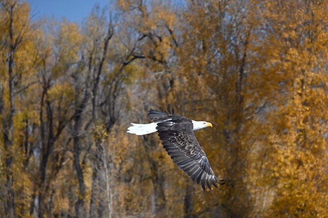 Half-Day Traditional Driftboat Fly Fishing at Jackson Hole - Snake River, Green River, Salt River, or Lewis Lake