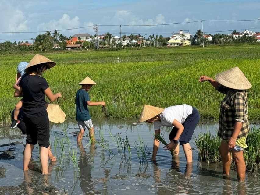 Hoi An:Cycling,Traditional Farming & Fishing Life Experience - Cycling from rice fields to shrimp farms