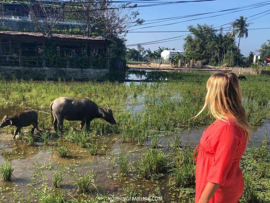 Hoi An : Eco Bicycle Tour with Fishing and Lunch/Dinner - What the $36 Price Includes