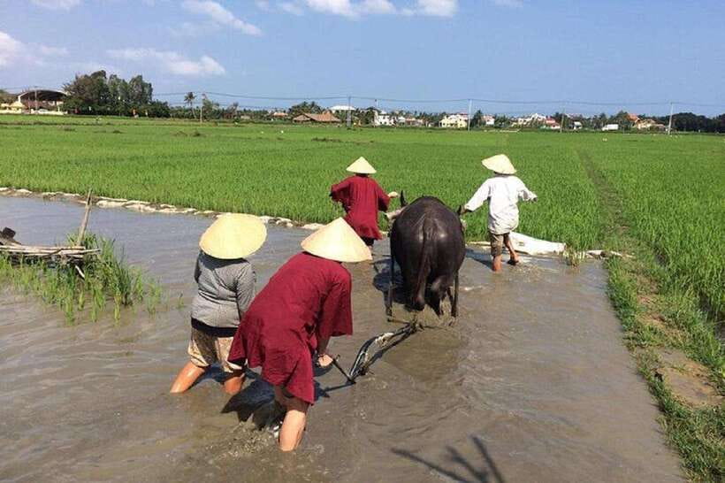 Hoi An Wet Rice Farming Tour-Basket Boat Tour Fishing-Lunch - Key points to know before booking