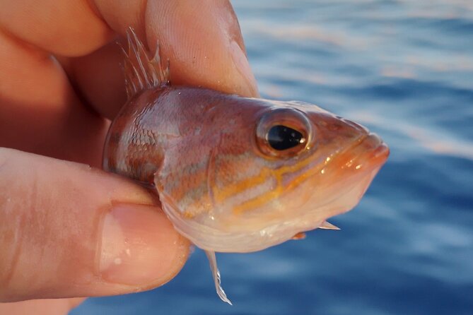 Hook Your Adventure Now with Chania Rod Fishing Experience - The coastal setting near Chania