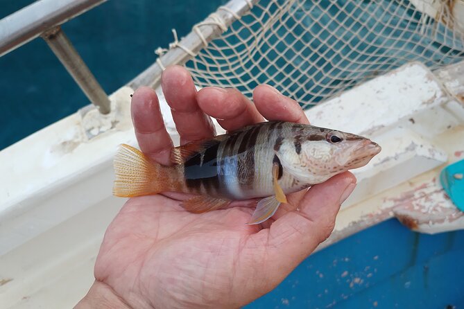 Hook Your Adventure Now with Chania Rod Fishing Experience - Fishing with Manolis and the local crew