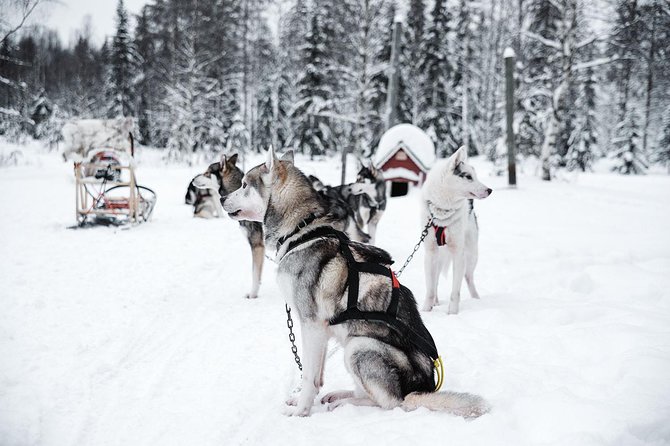Ice Fishing and Husky - Bonfire salmon and a practical Finnish meal
