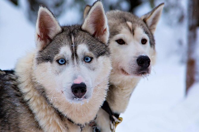 Ice Fishing and Husky - Who will get the most from this experience
