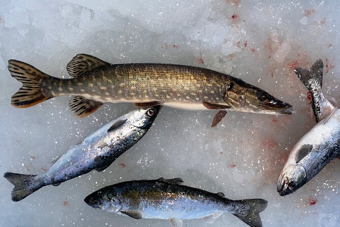 Ice Fishing in Fairbanks - What the $155 price really covers
