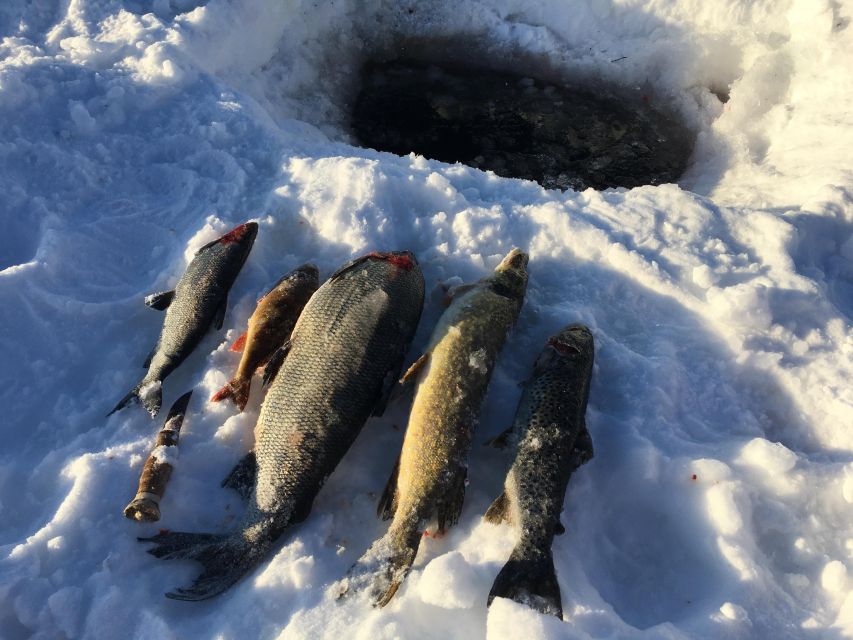 Icefishing and tasting in Lake Inari - Watching the nets beneath Lake Inari